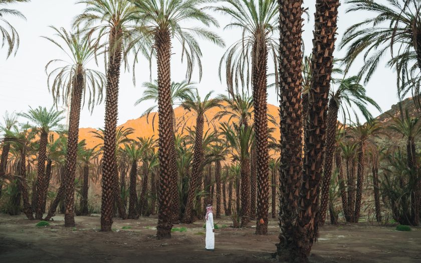 a row of palm trees with mountains in the background