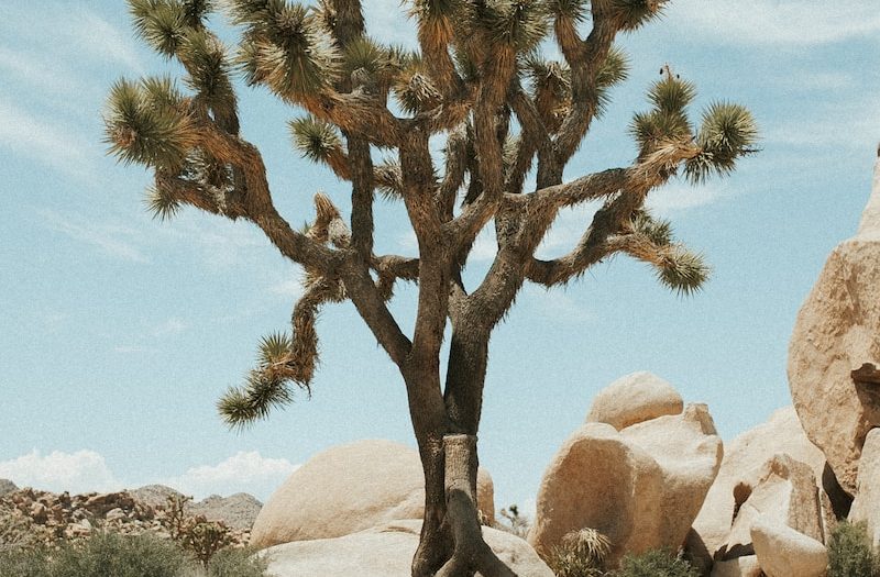 a joshua tree in the middle of a desert