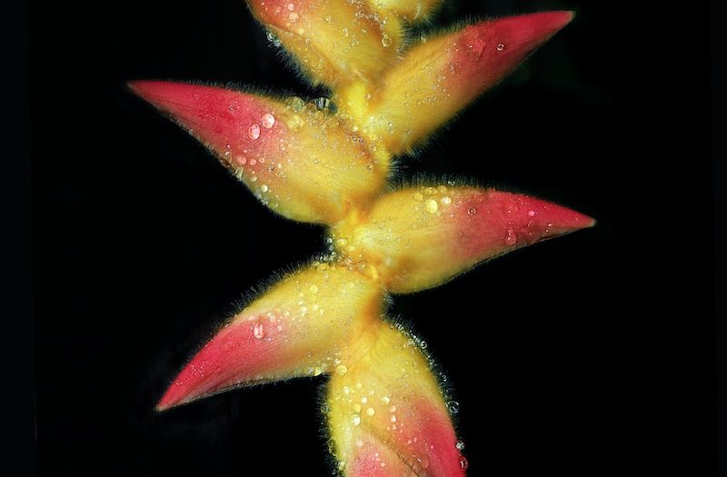 a close up of a flower with drops of water on it