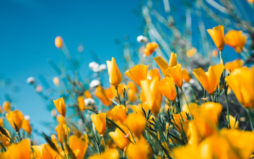 orange petaled flowers